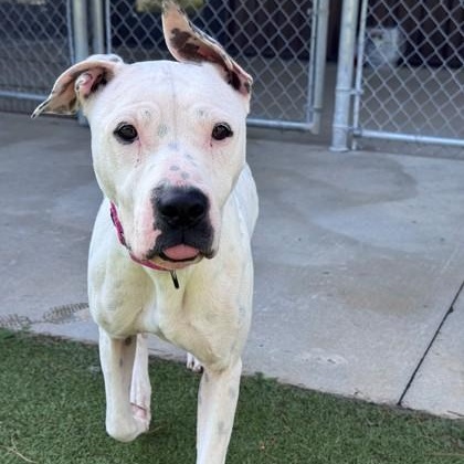 Enlarge Dotty, a Adoptable mixed breed in Hackensack, MN image 4/6