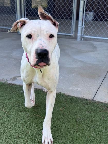 Enlarge Dotty, a ADOPTABLE mixed breed in Hackensack, MN image 3/3