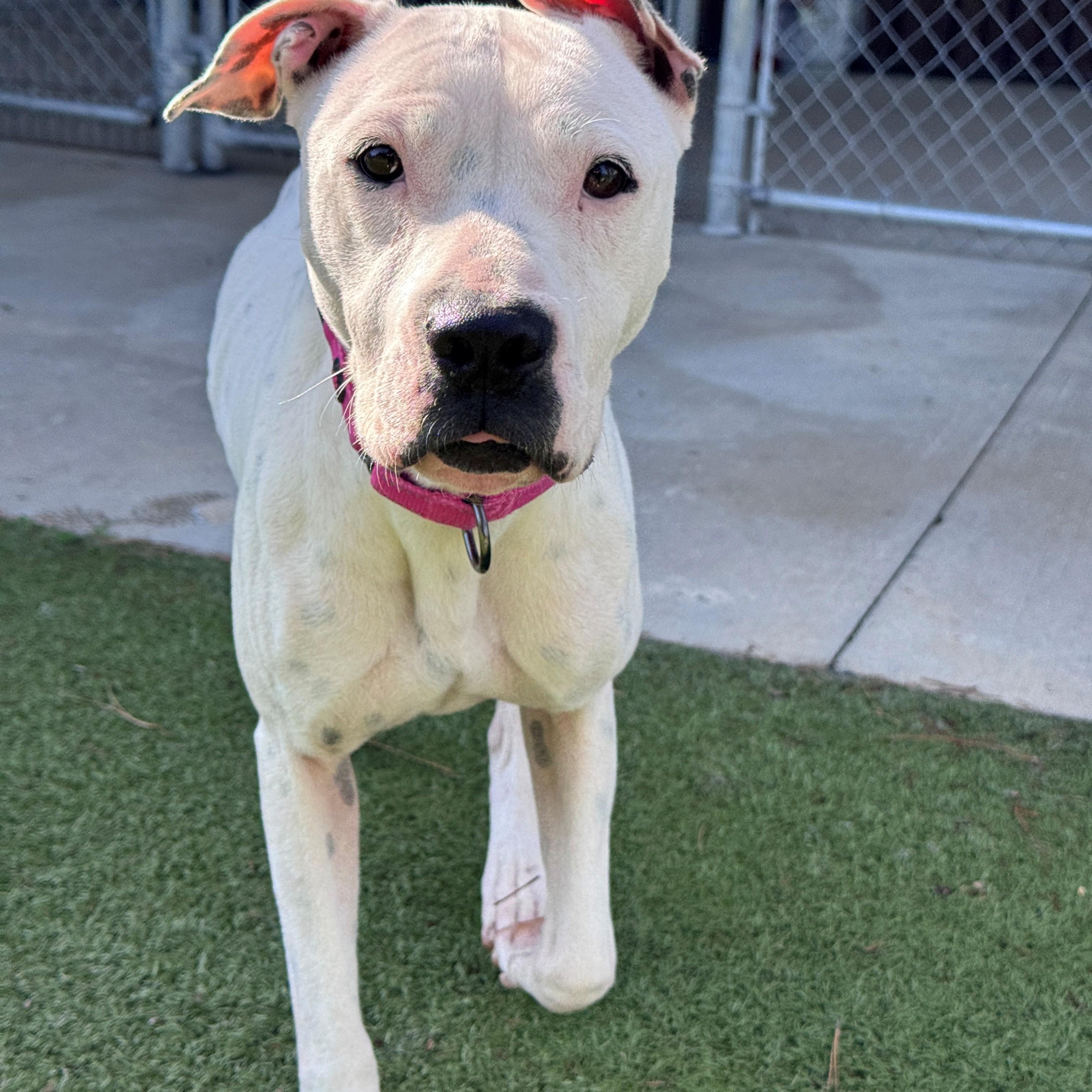 Enlarge Dotty, a Adoptable mixed breed in Hackensack, MN image 5/6