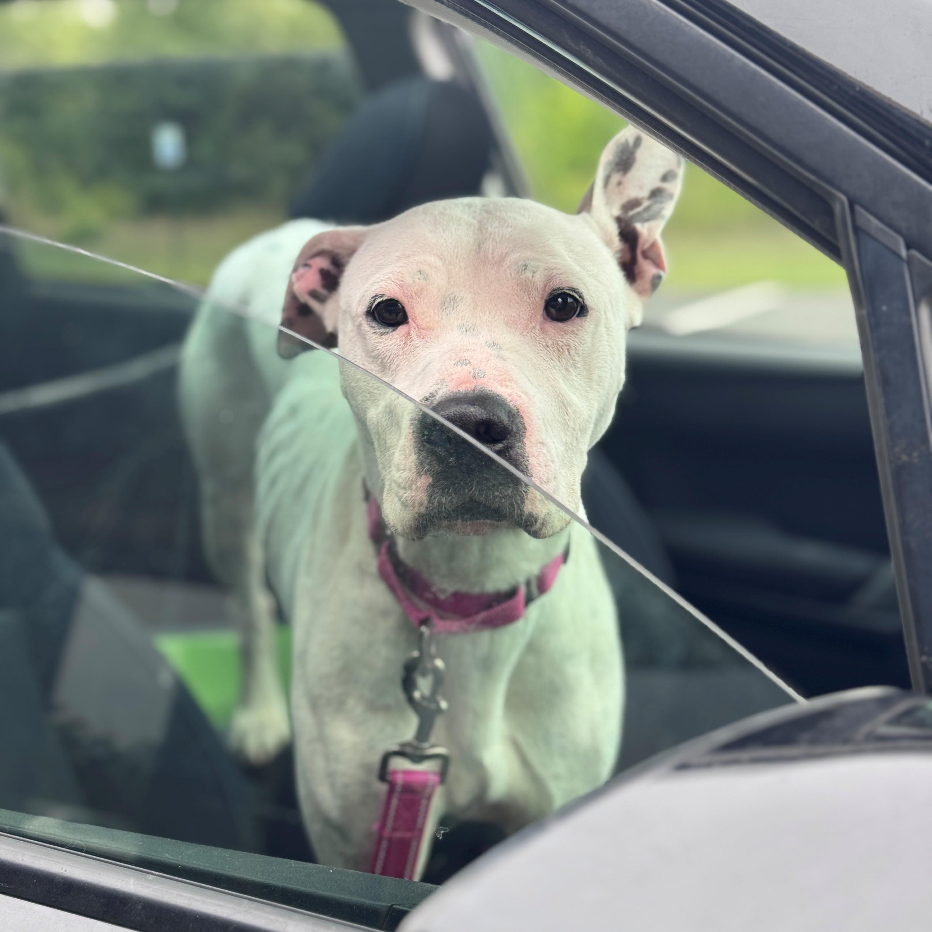Dotty, Adoptable, Young Female Pit Bull Terrier.