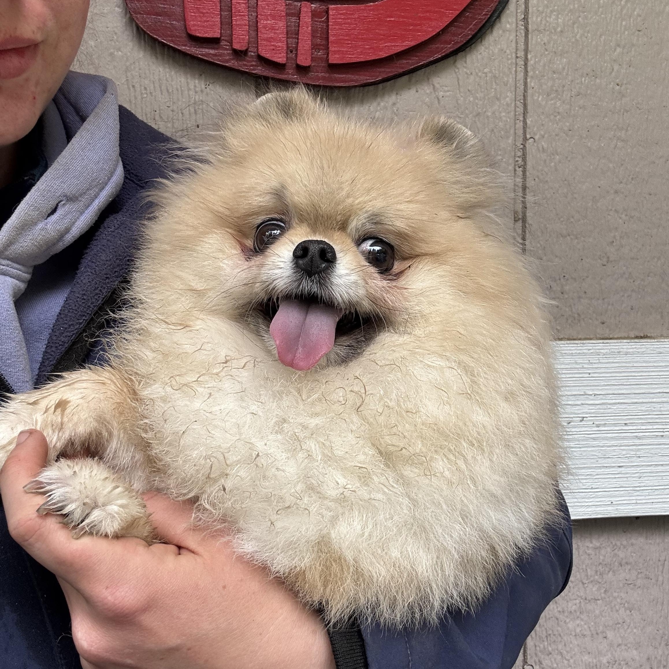 Enlarge Starrina, a Adoptable Pomeranian in Seattle, WA image 3/5