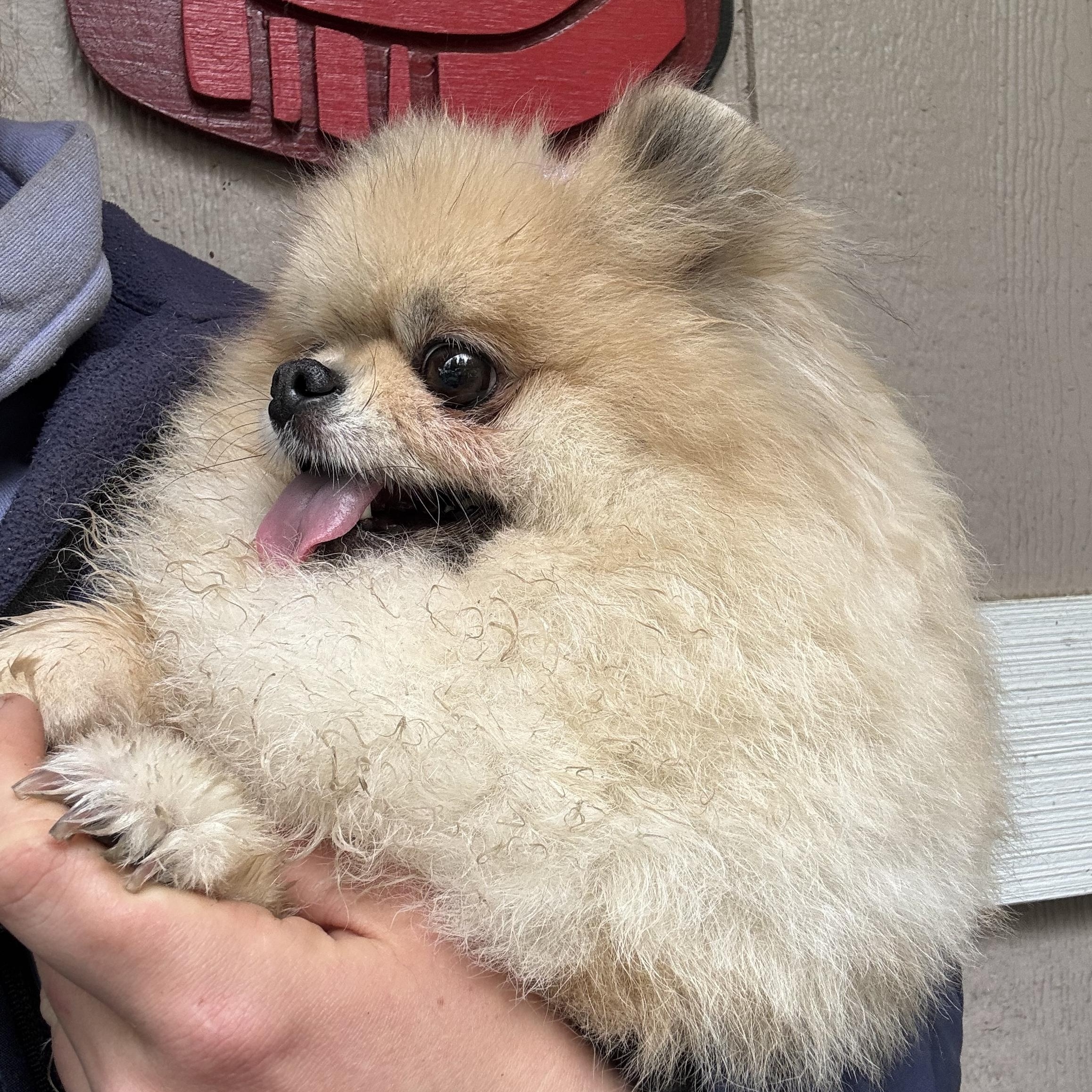 Enlarge Starrina, a Adoptable Pomeranian in Seattle, WA image 2/5