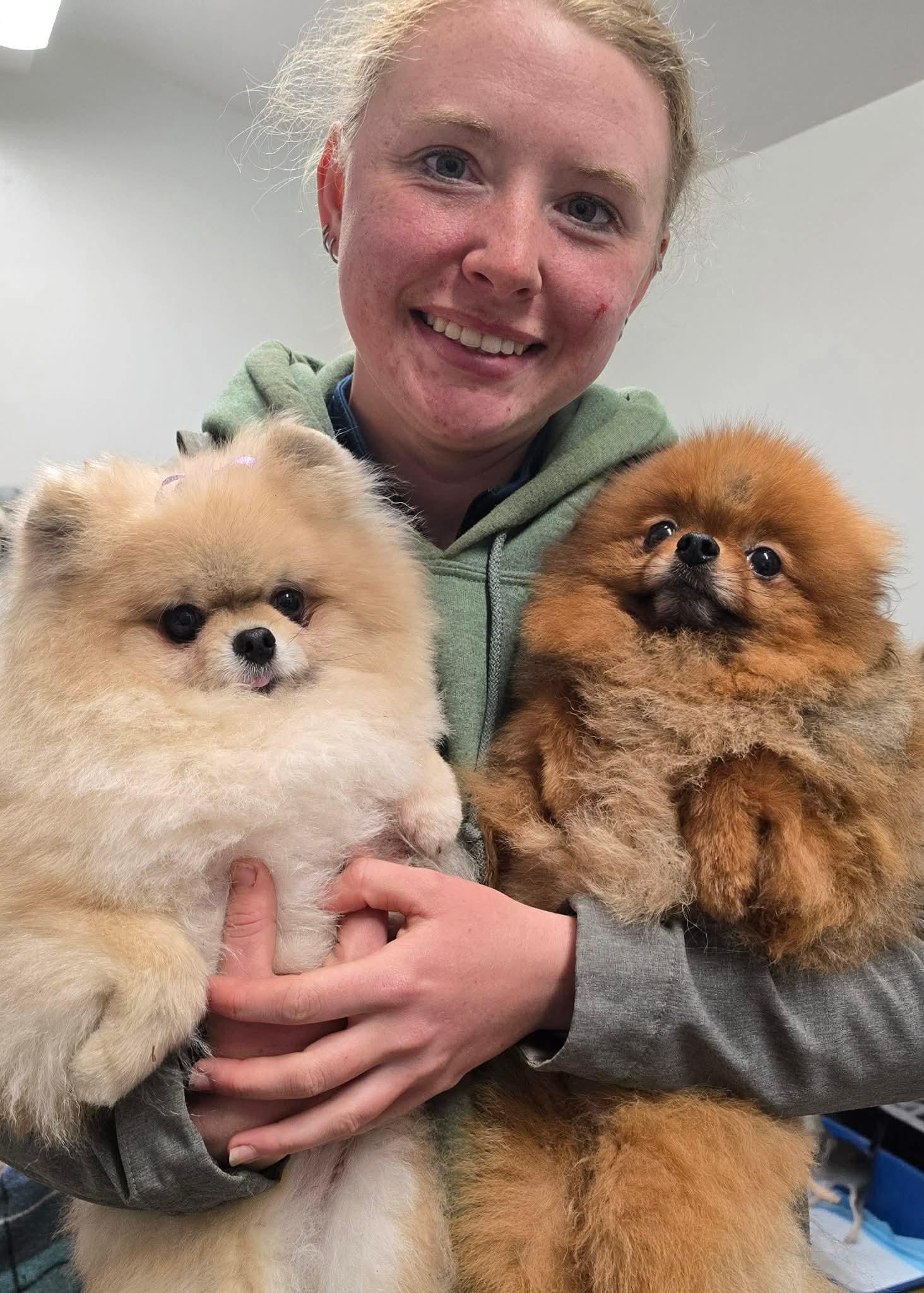 Enlarge Starrina, a Adoptable Pomeranian in Seattle, WA image 4/5