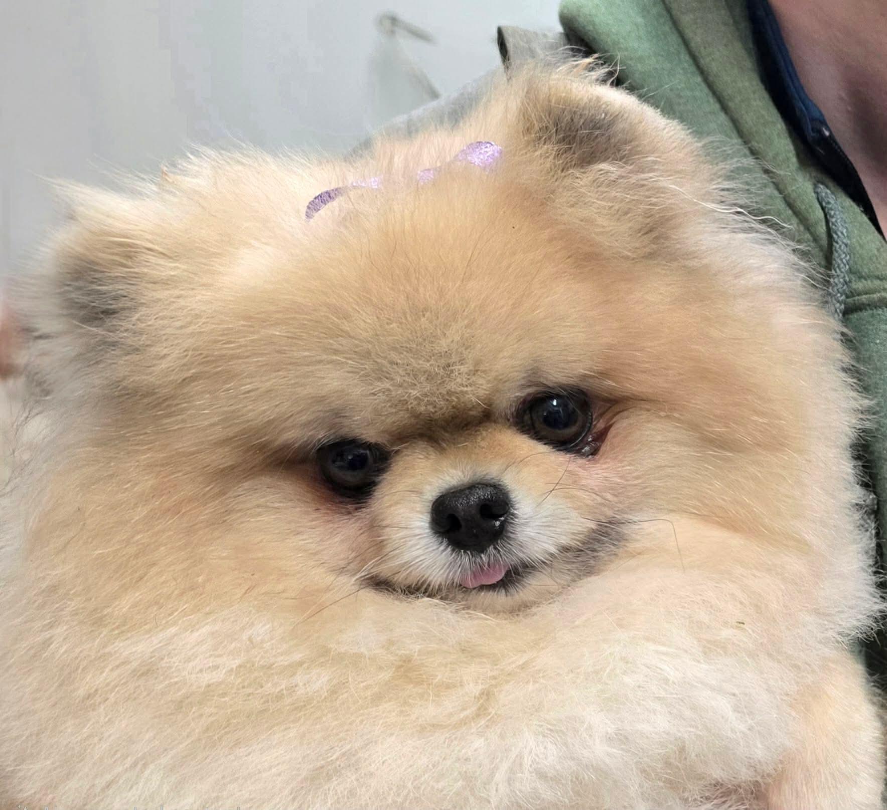 Starrina, ADOPTABLE, Adult Female Pomeranian.