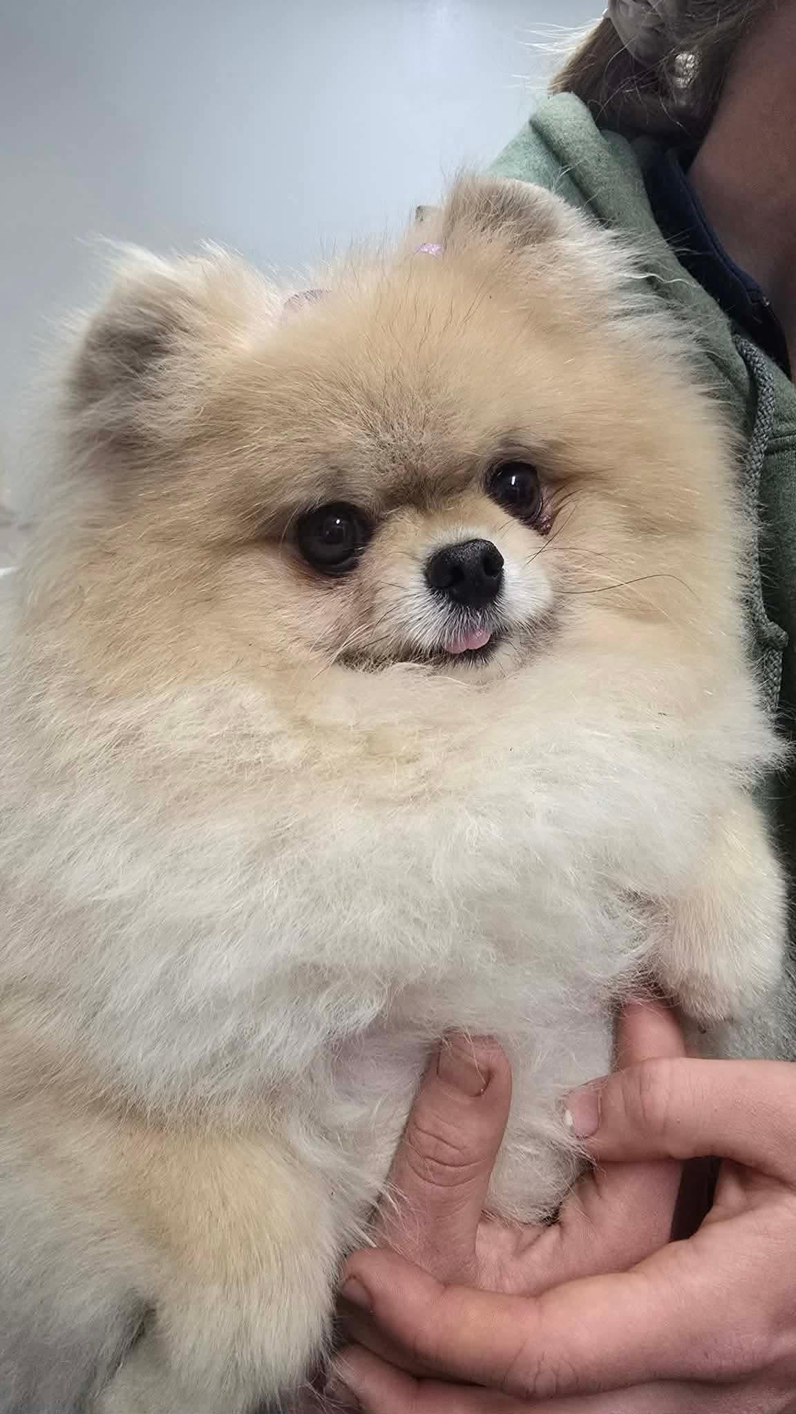 Enlarge Starrina, a Adoptable Pomeranian in Seattle, WA image 5/5