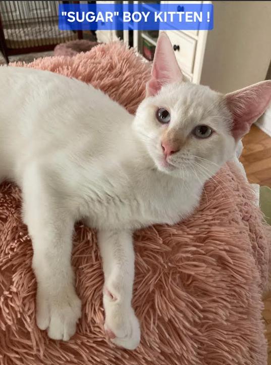 Sugar, Adopted, Young Male Domestic Short Hair.