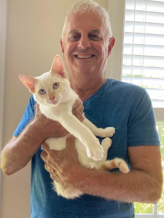Enlarge Sugar, a Adopted Domestic Short Hair in Hampstead, NC image 2/3