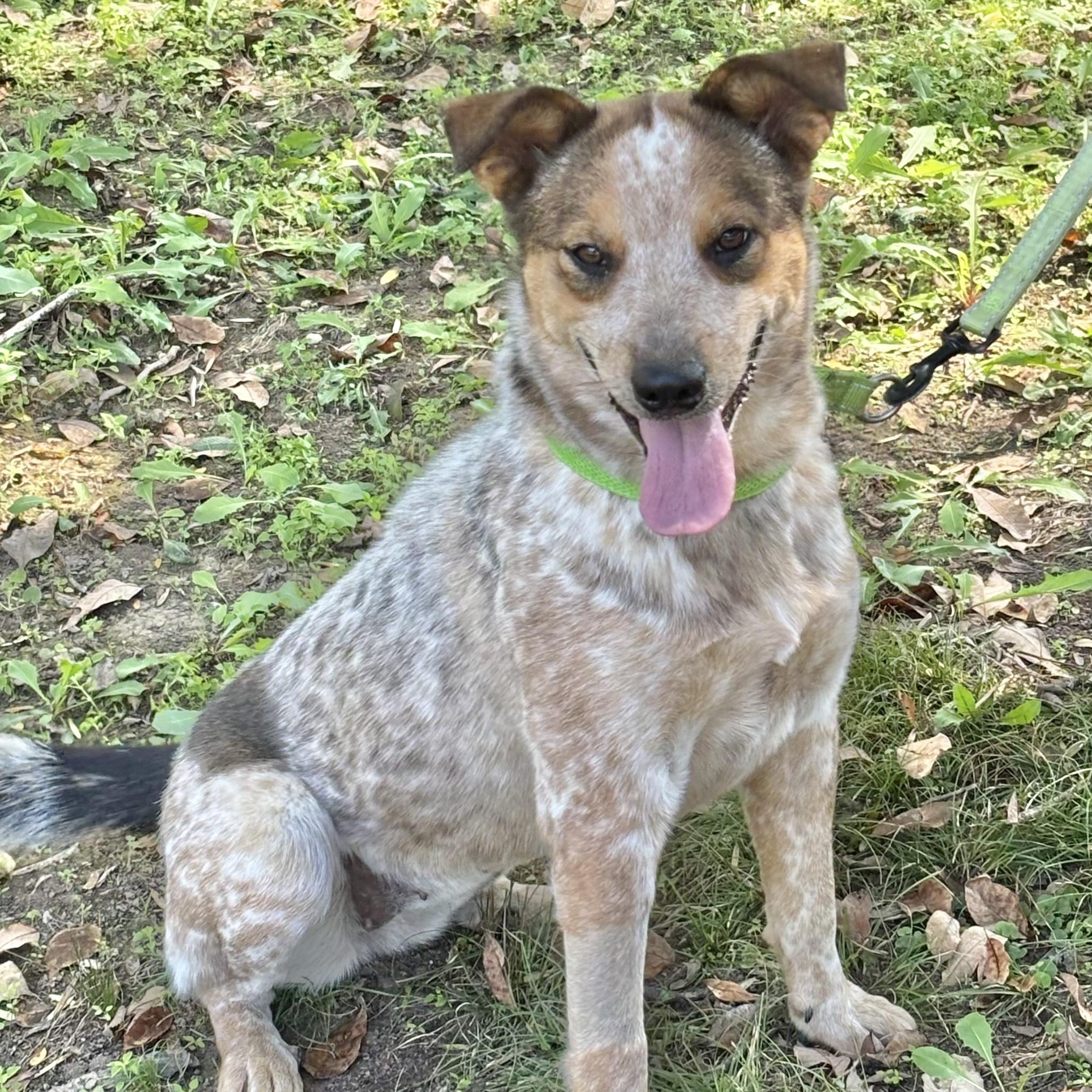 Inga