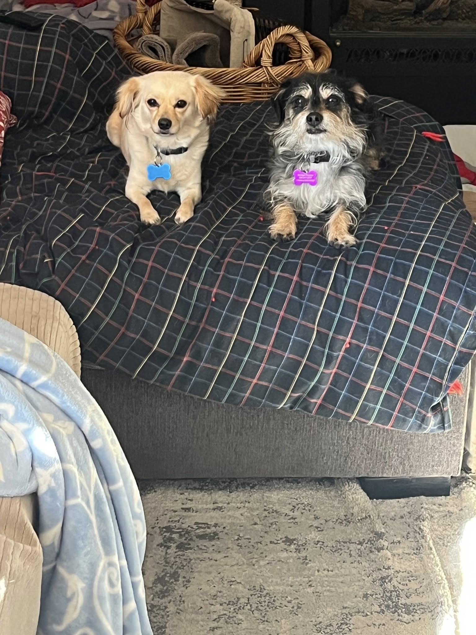 Enlarge Brioche, a Adoptable Chihuahua in Covington, WA image 6/6