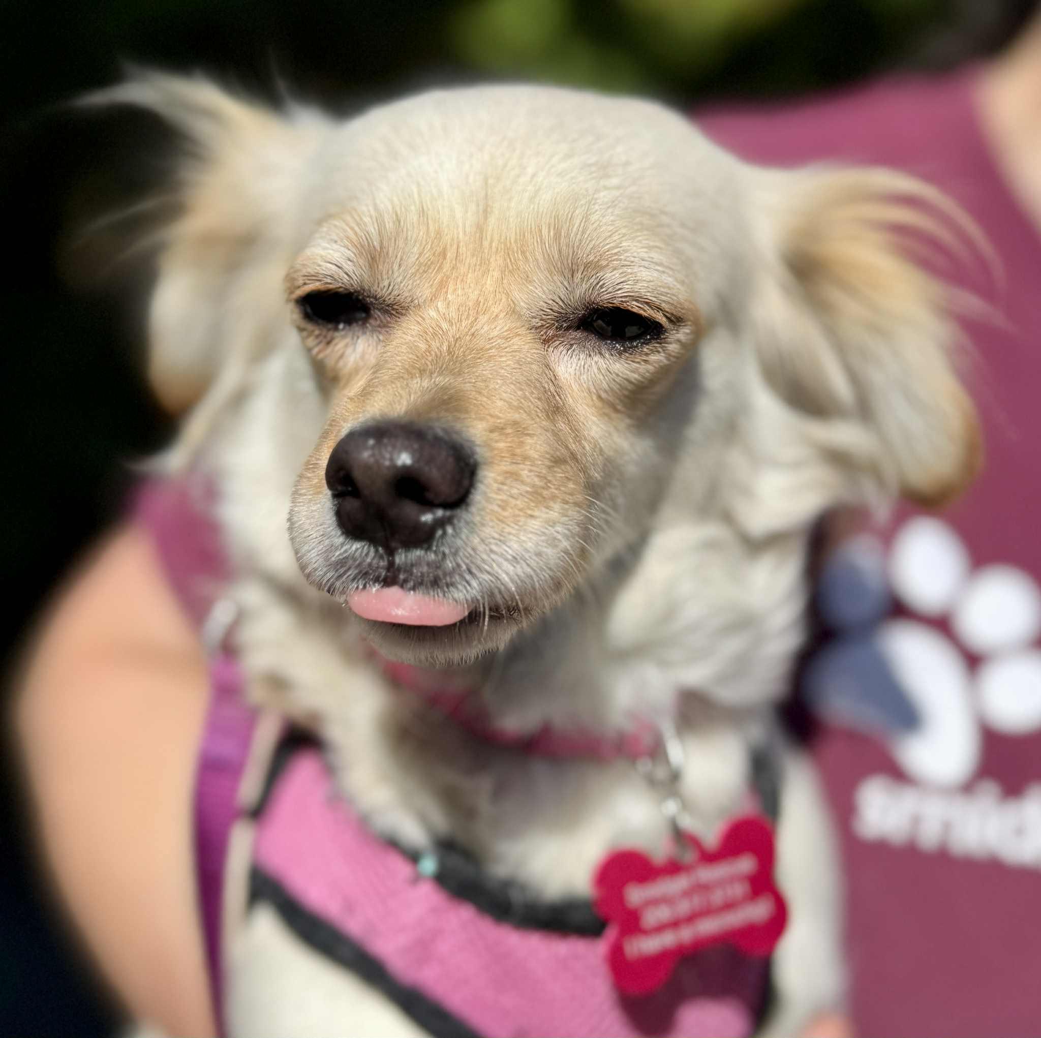 Enlarge Brioche, a Adoptable Chihuahua in Covington, WA image 1/6