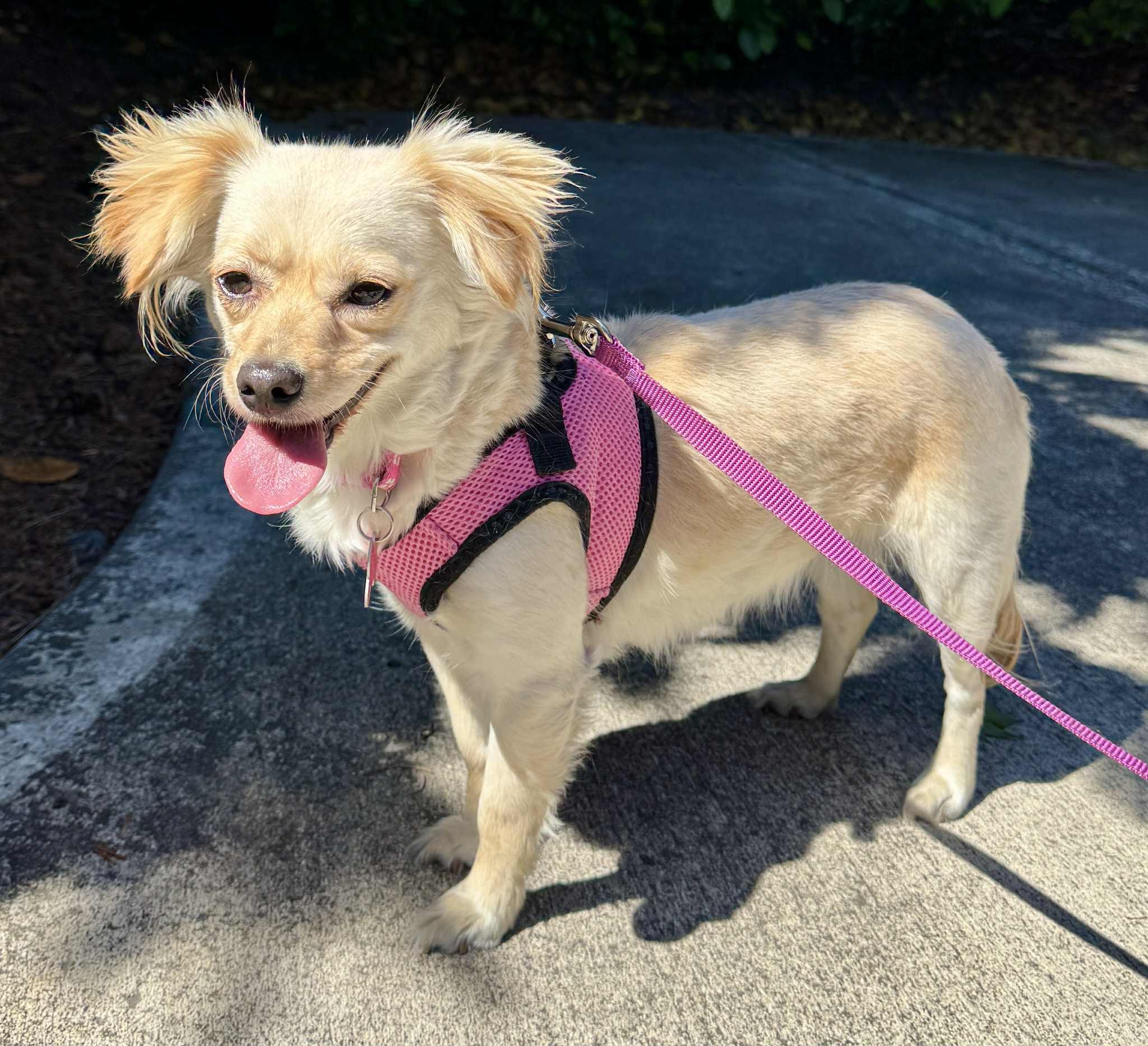 Enlarge Brioche, a Adoptable Chihuahua in Covington, WA image 2/6