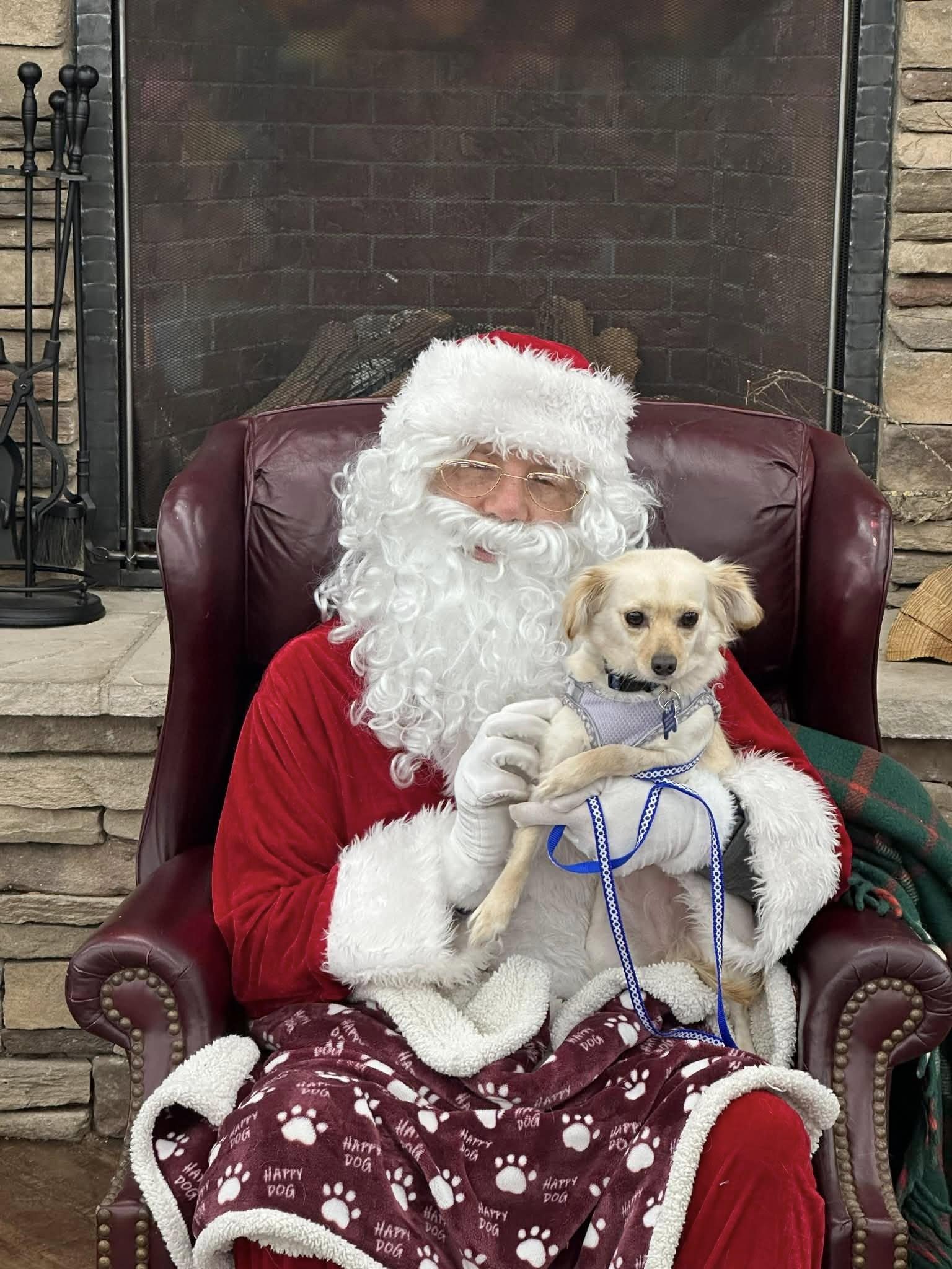 Enlarge Brioche, a Adoptable Chihuahua in Covington, WA image 5/6
