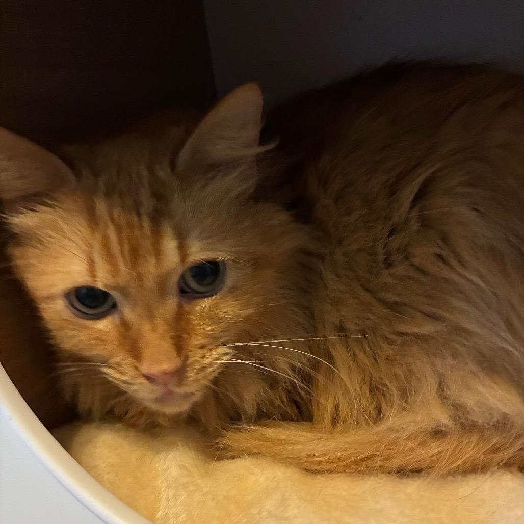 Forrest, a Adoptable Domestic Long Hair in Shelbyville, IN image 1/3