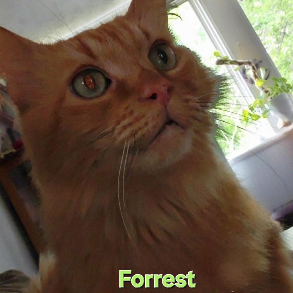 Forrest, a Adoptable Domestic Long Hair in Shelbyville, IN image 2/3