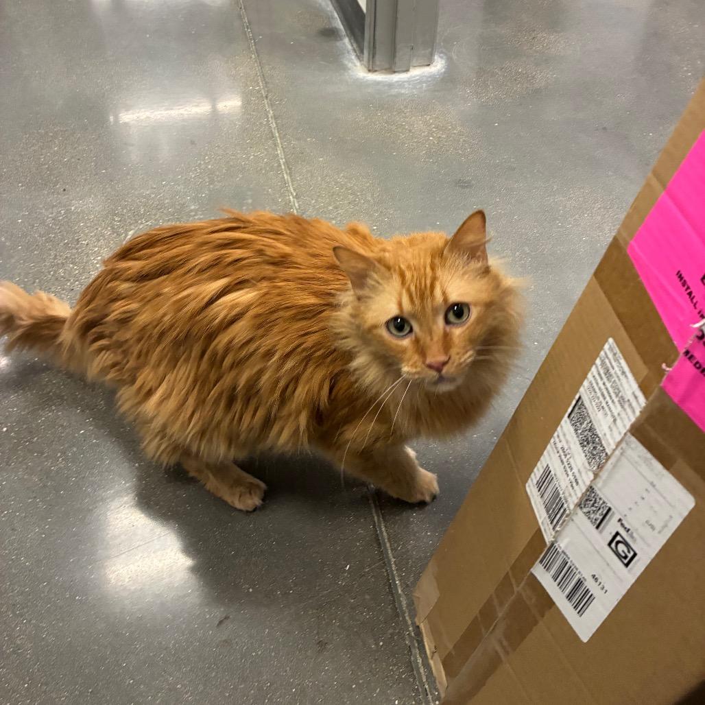 Forrest, a Adoptable Domestic Long Hair in Shelbyville, IN image 3/3