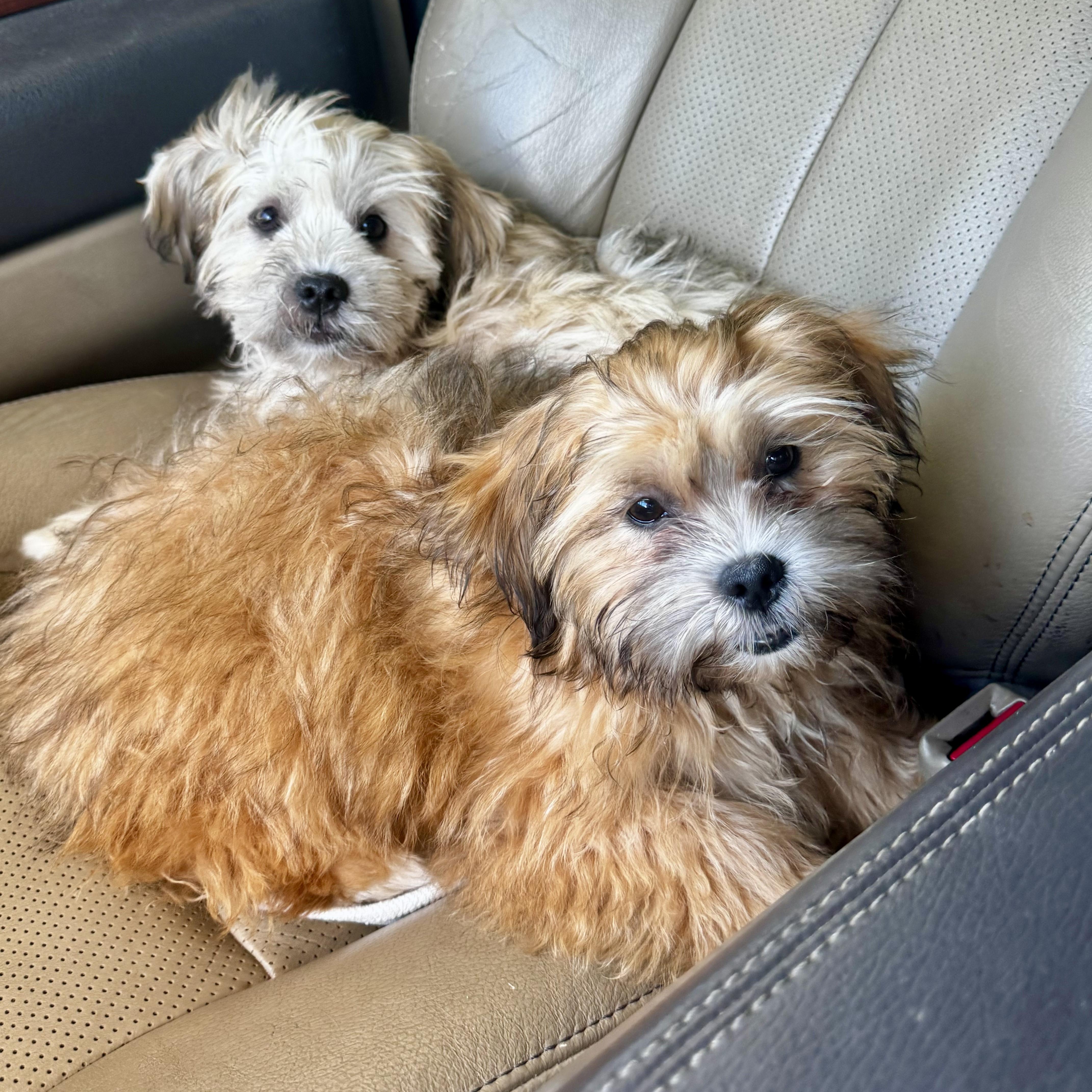 Enlarge Bridget and Charlotte, an adopted mixed breed in Toms River, NJ image 3/6