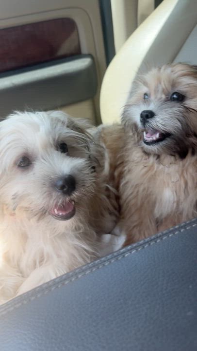 Enlarge Bridget and Charlotte, an adopted mixed breed in Toms River, NJ video 5/6