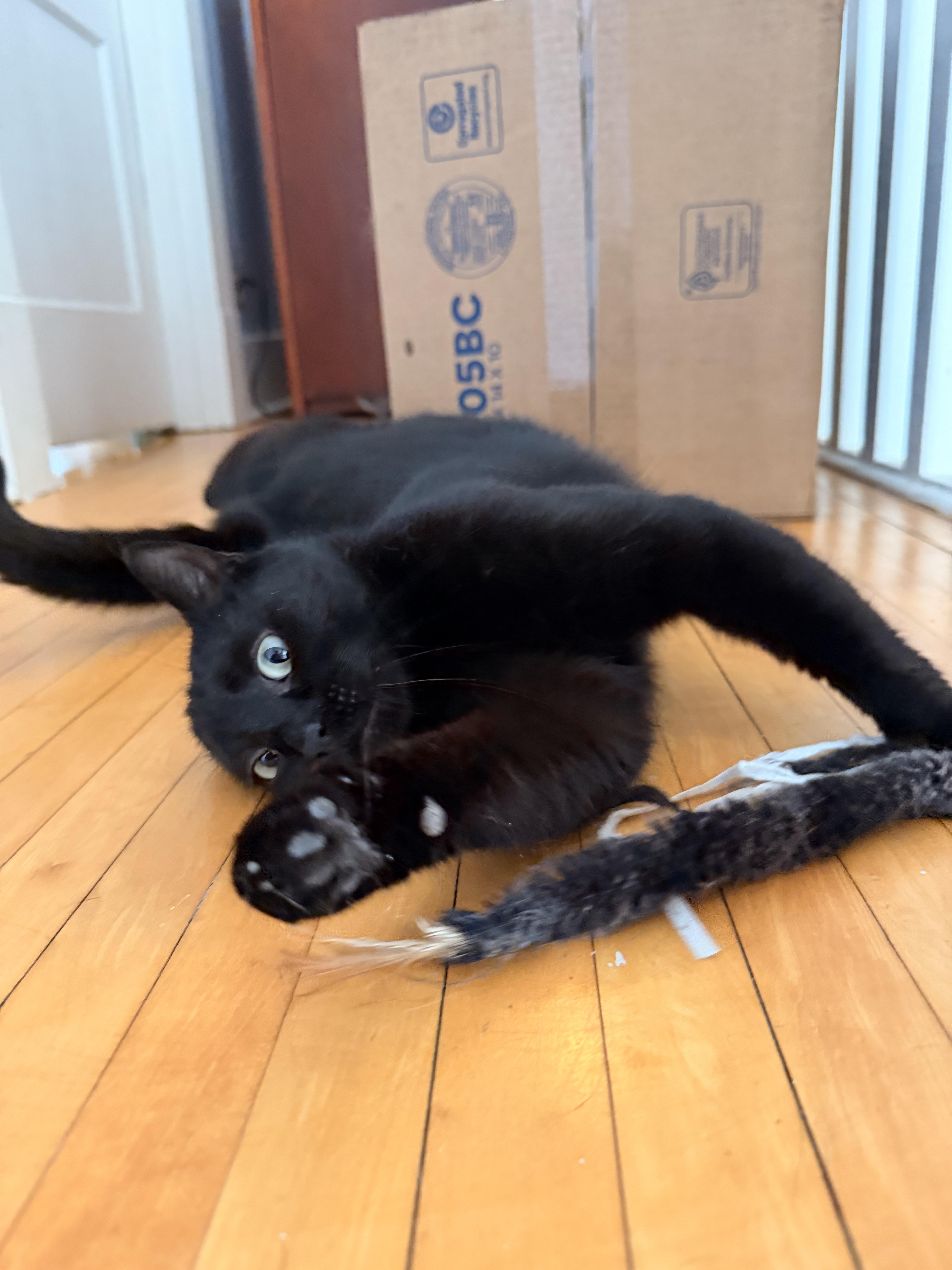 Enlarge Poppy, a ADOPTABLE Domestic Short Hair in Louisville, KY image 5/6