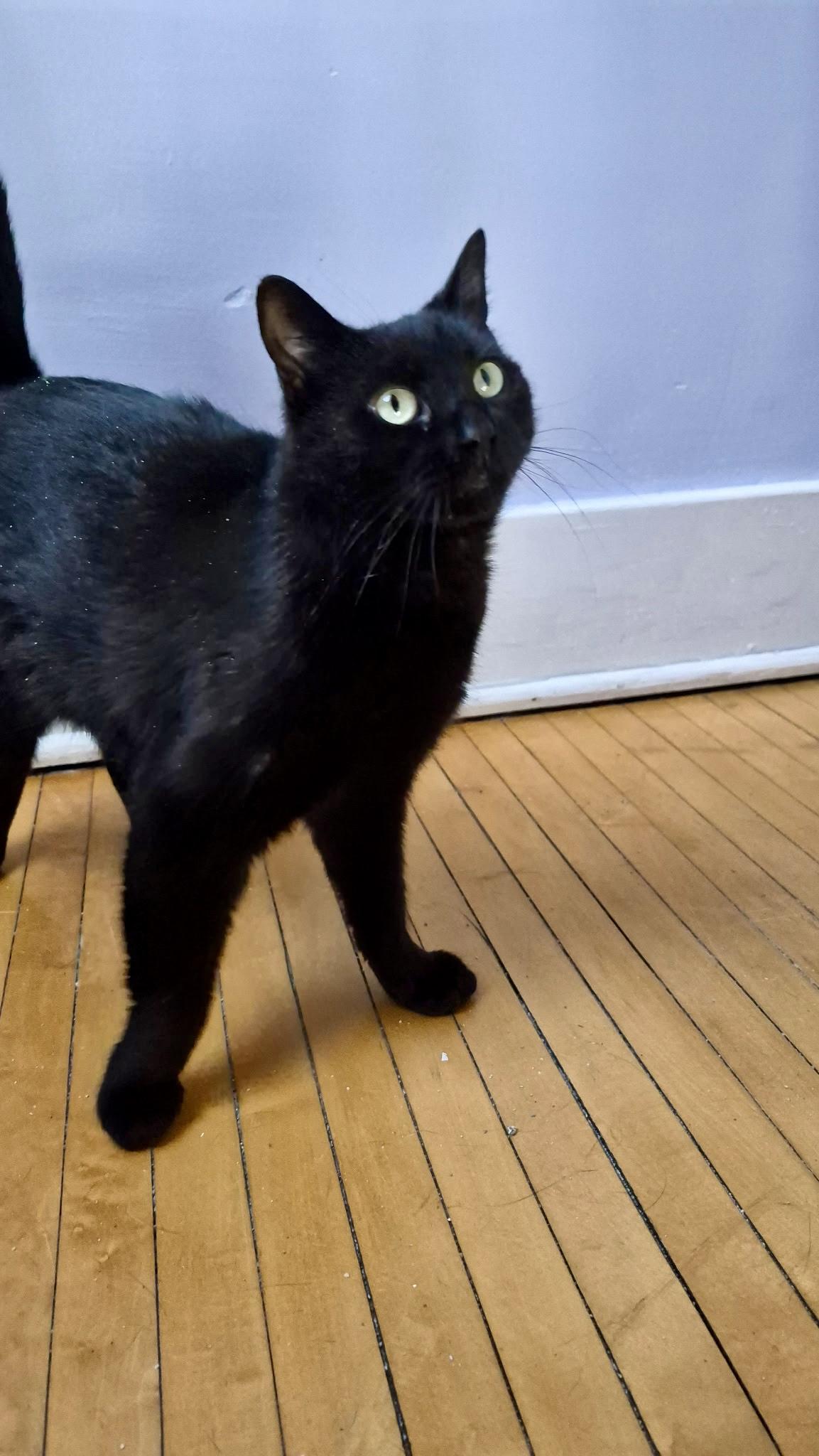 Enlarge Poppy, a ADOPTABLE Domestic Short Hair in Louisville, KY image 6/6