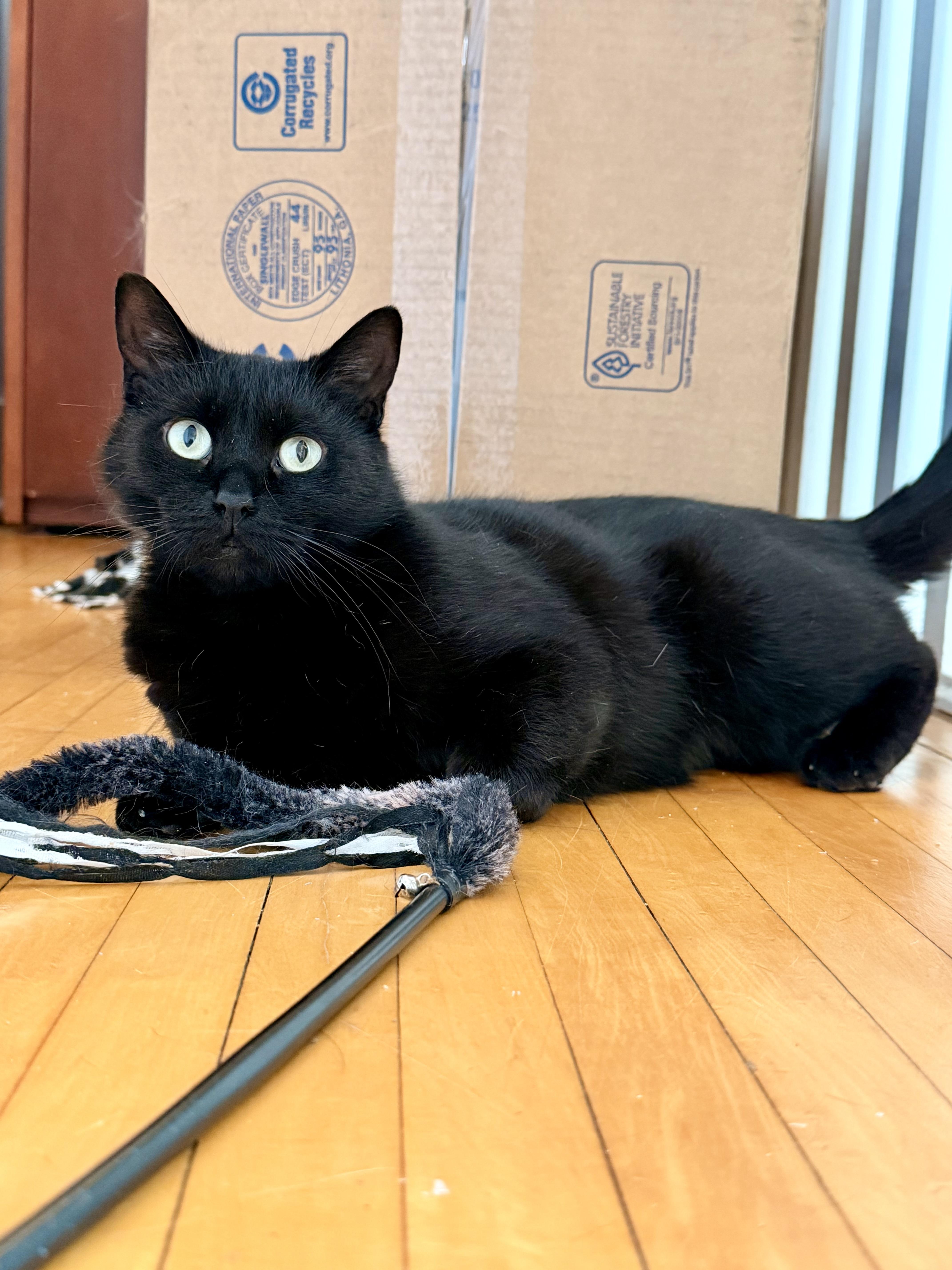 Enlarge Poppy, a ADOPTABLE Domestic Short Hair in Louisville, KY image 2/6