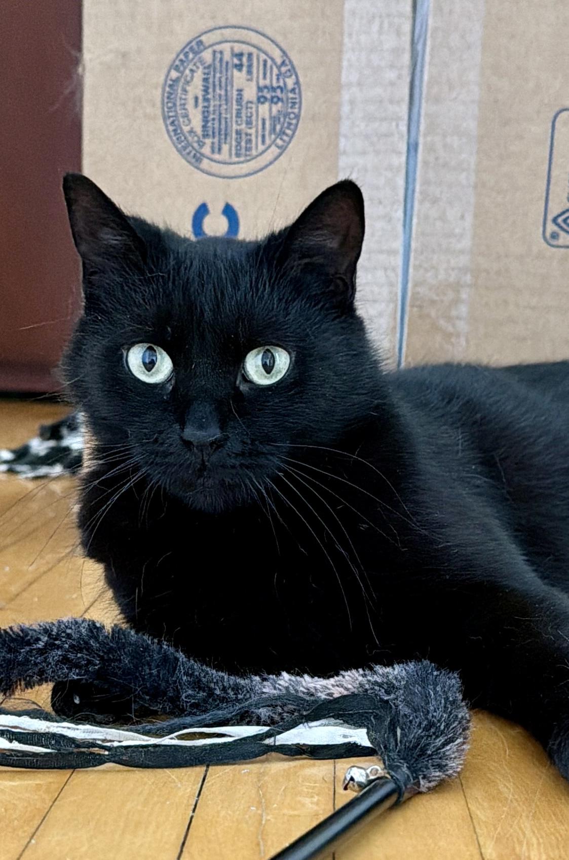 Poppy, ADOPTABLE, Young Female Domestic Short Hair.