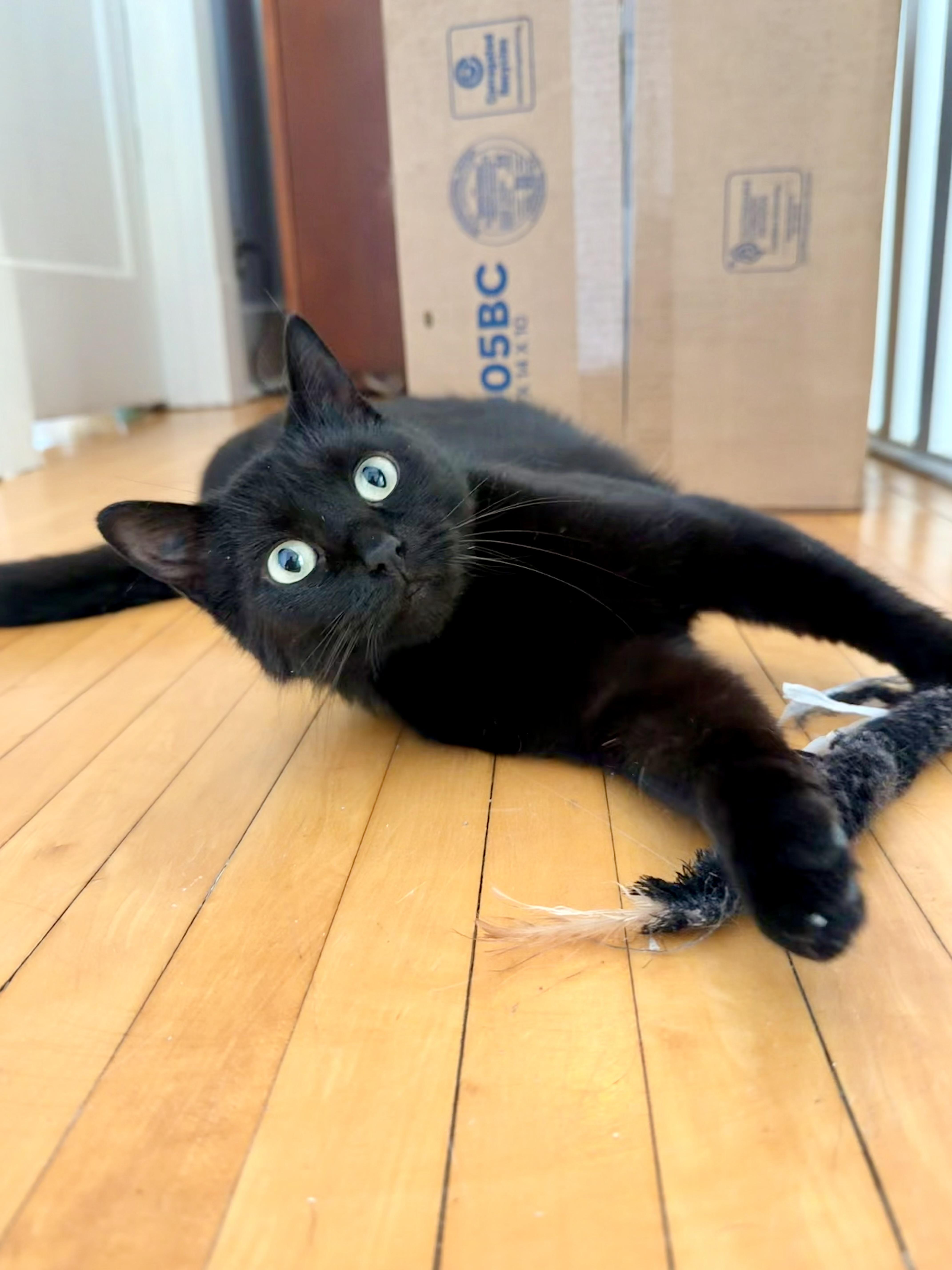 Enlarge Poppy, a ADOPTABLE Domestic Short Hair in Louisville, KY image 4/6