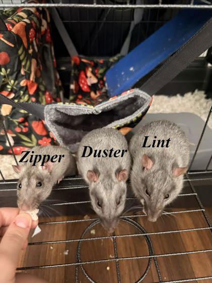Enlarge Zipper, Duster, & Lint, a Adoptable Rat in Gwinn, MI image 1/1