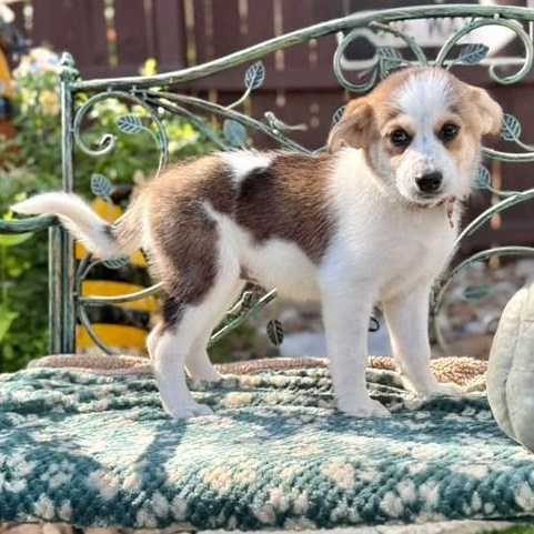 Enlarge Maisy, a Adoptable mixed breed in Canton, MA image 3/6