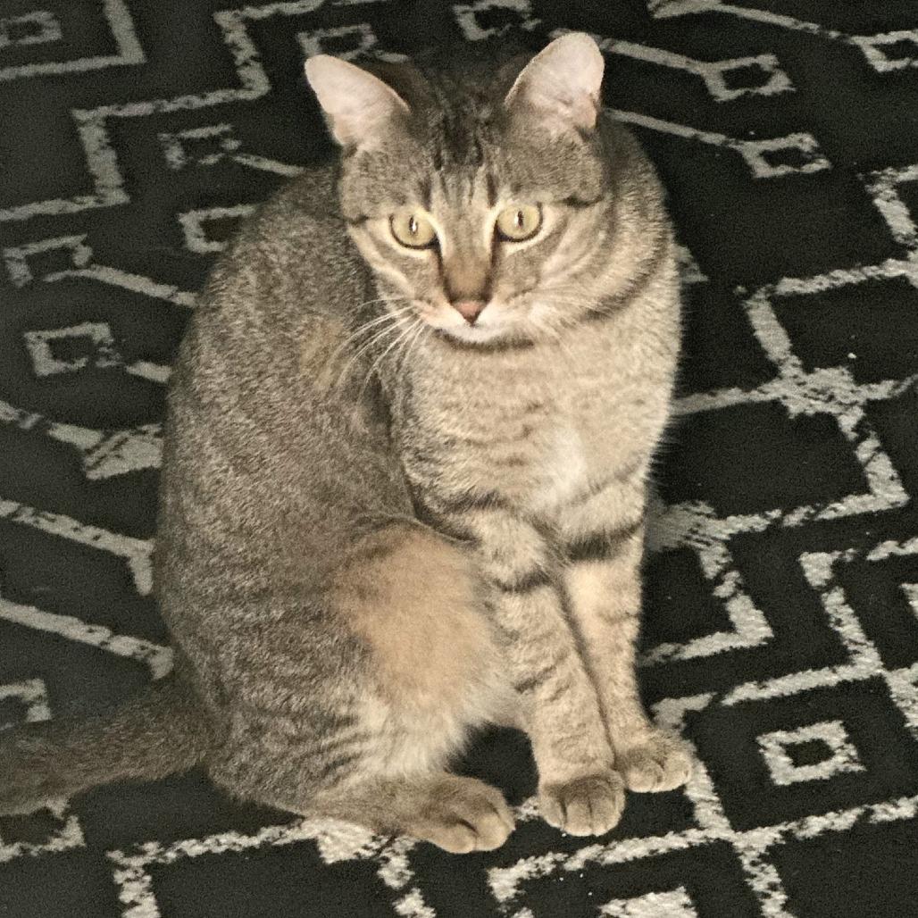 Arthur, Adoptable, Adult Male Domestic Short Hair.