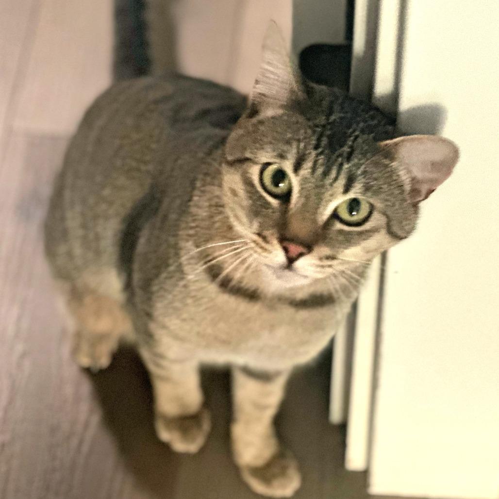 Arthur, a Adoptable Domestic Short Hair in Milbank, SD image 3/4