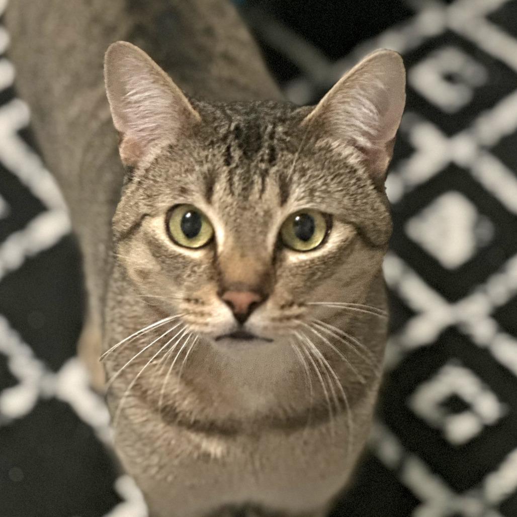 Arthur, a Adoptable Domestic Short Hair in Milbank, SD image 4/4