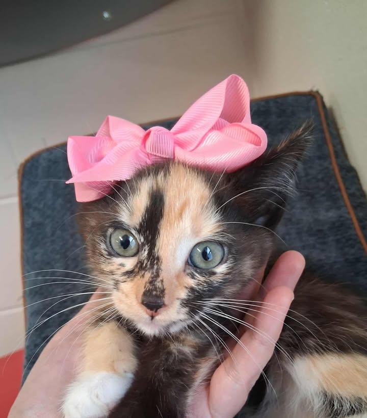 F192, Adopted, Kitten Female American Shorthair.