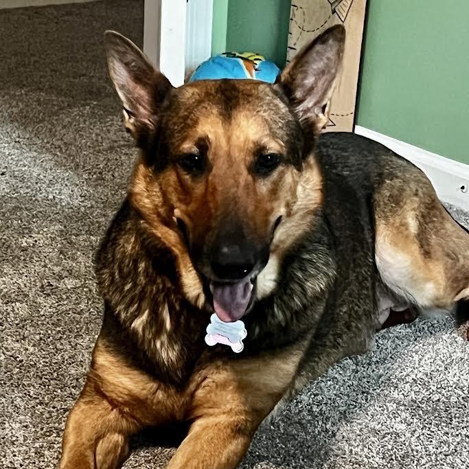 Enlarge Brina (26-080), a Adoptable German Shepherd Dog in New Ringgold, PA image 2/6