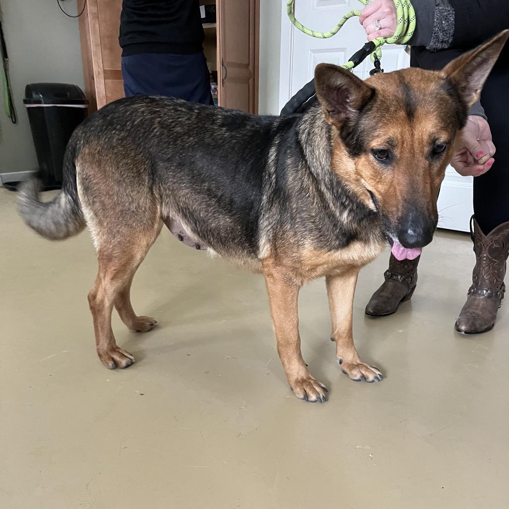Enlarge Brina (26-080), a Adoptable German Shepherd Dog in New Ringgold, PA image 3/6
