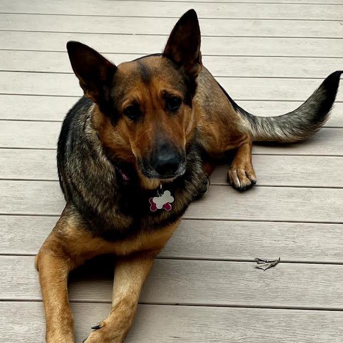 Enlarge Brina (26-080), a Adoptable German Shepherd Dog in New Ringgold, PA image 4/6