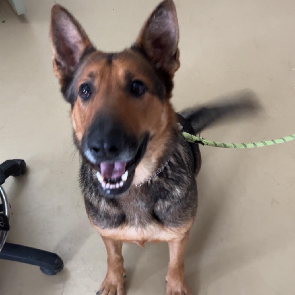 Enlarge Brina (26-080), a Adoptable German Shepherd Dog in New Ringgold, PA image 5/6