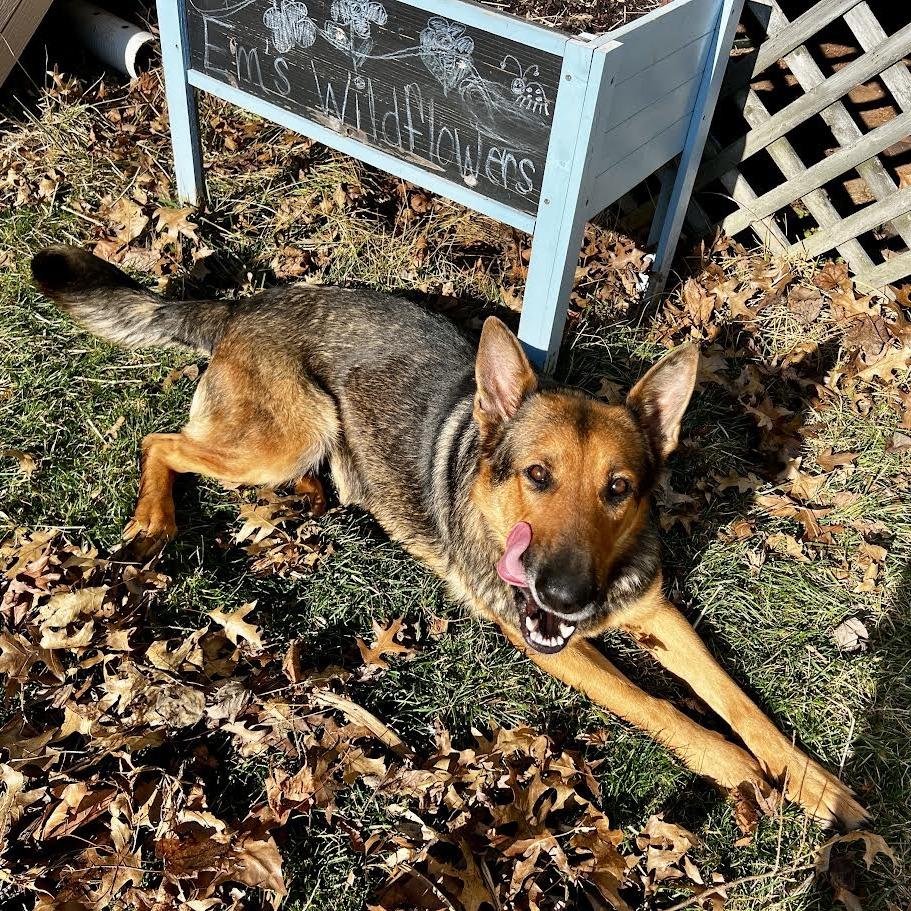 Enlarge Brina (26-080), a Adoptable German Shepherd Dog in New Ringgold, PA image 6/6