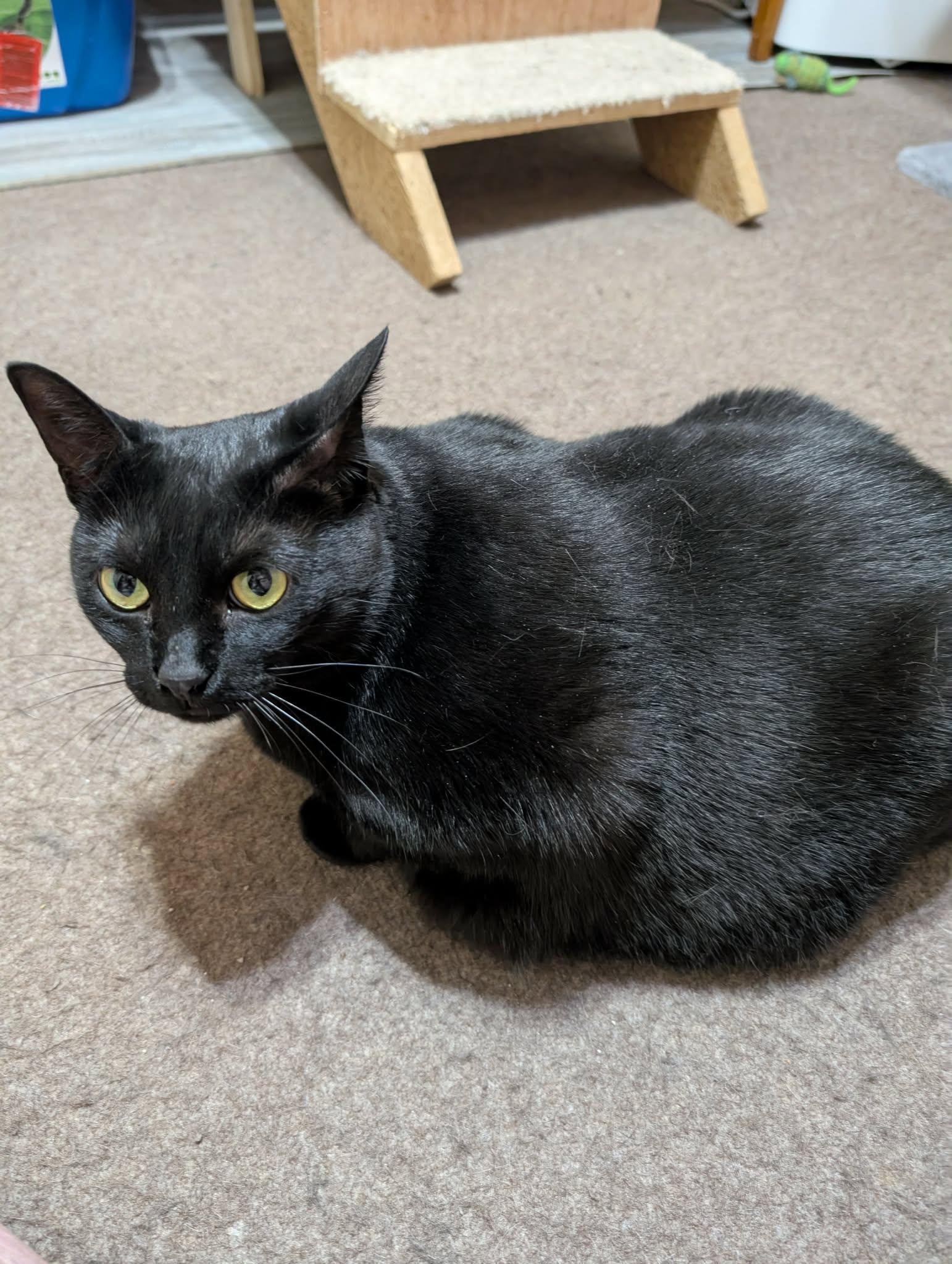 Enlarge SARA (bonded with MARY), a Adoptable Domestic Short Hair in Tillsonburg, ON image 1/2