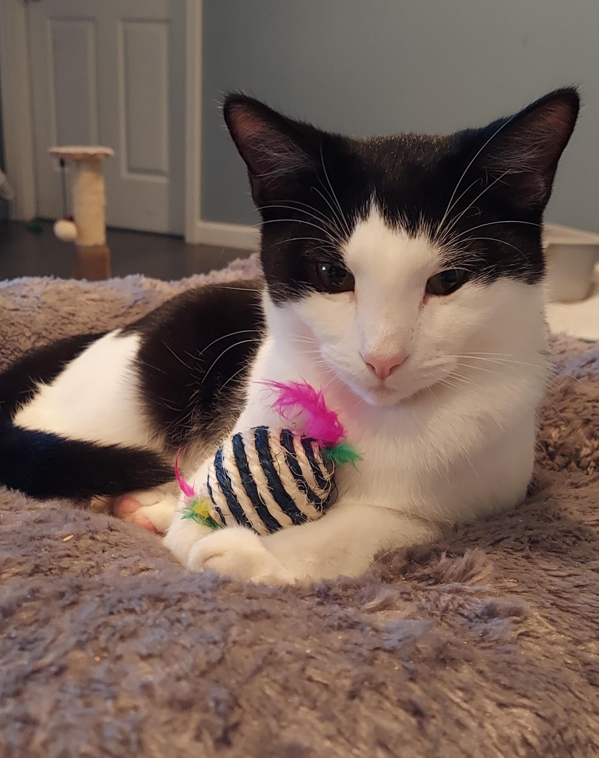 Jack, a Adoptable mixed breed in Succasunna, NJ image 1/5