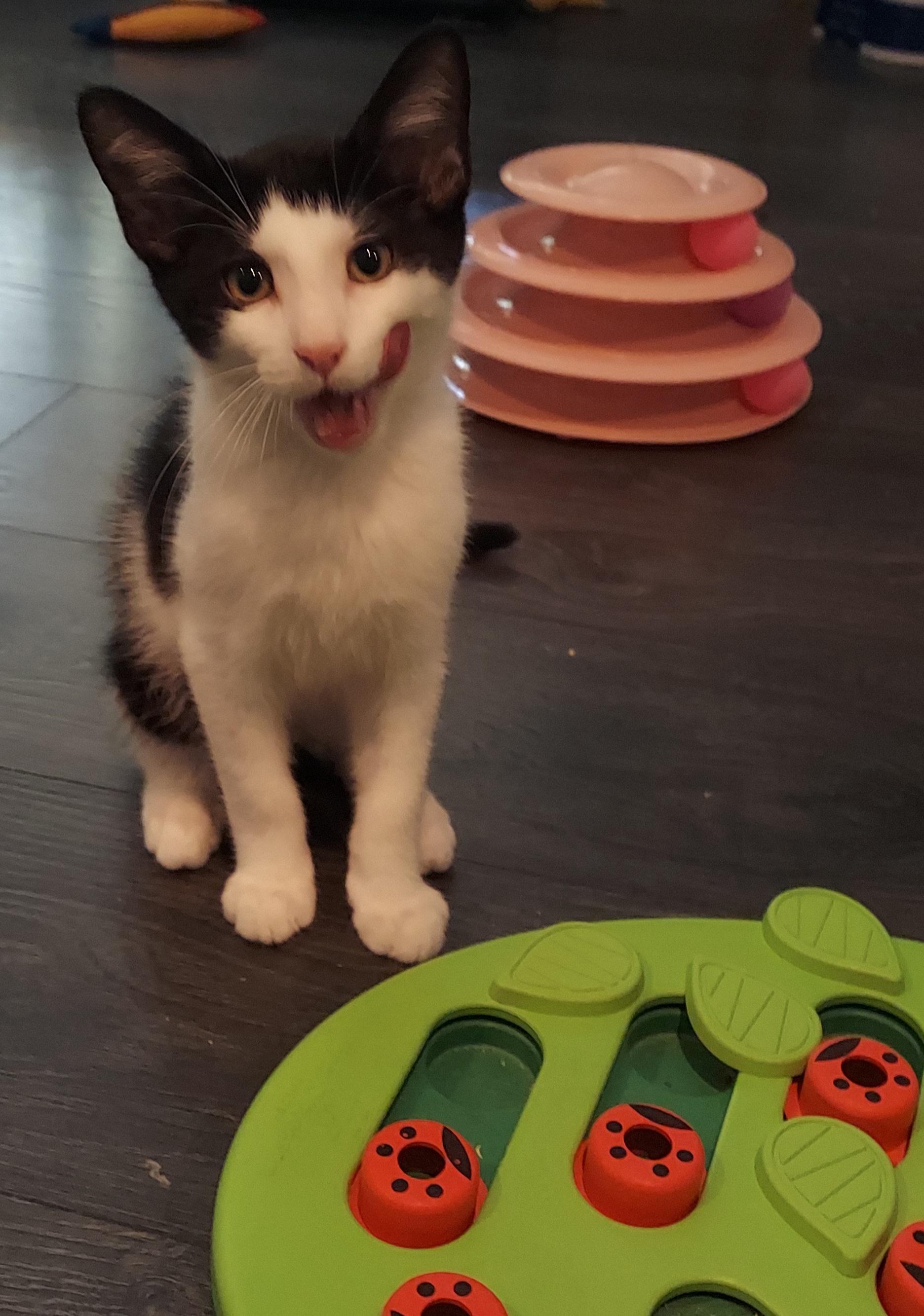 Jack, a Adoptable mixed breed in Succasunna, NJ image 5/5