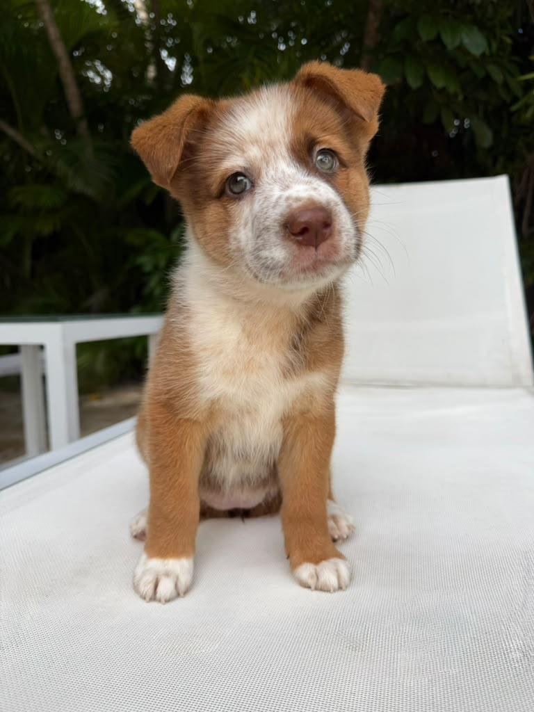 Enlarge Kangaroo, a Adoptable mixed breed in Gainesville, FL image 1/4