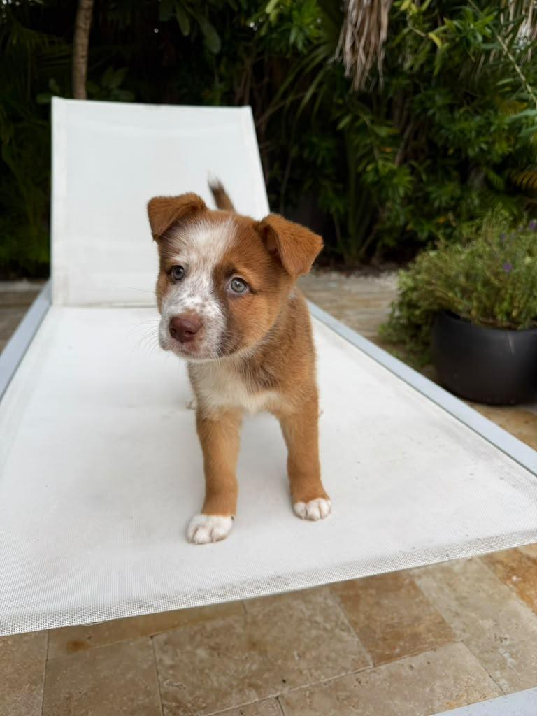 Enlarge Kangaroo, a Adoptable mixed breed in Gainesville, FL image 2/4