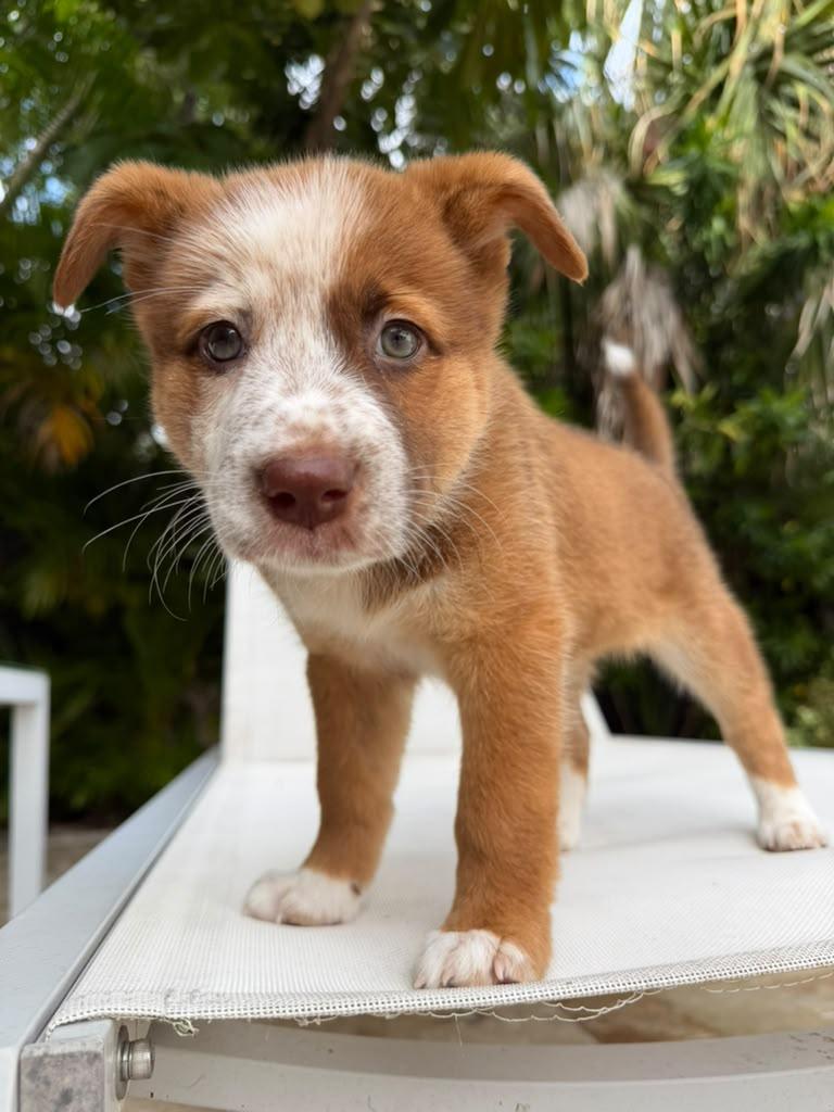 Enlarge Kangaroo, a Adoptable mixed breed in Gainesville, FL image 3/4