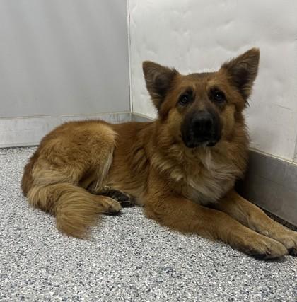 Enlarge Atlas, a ADOPTABLE mixed breed in Converse, TX image 2/5