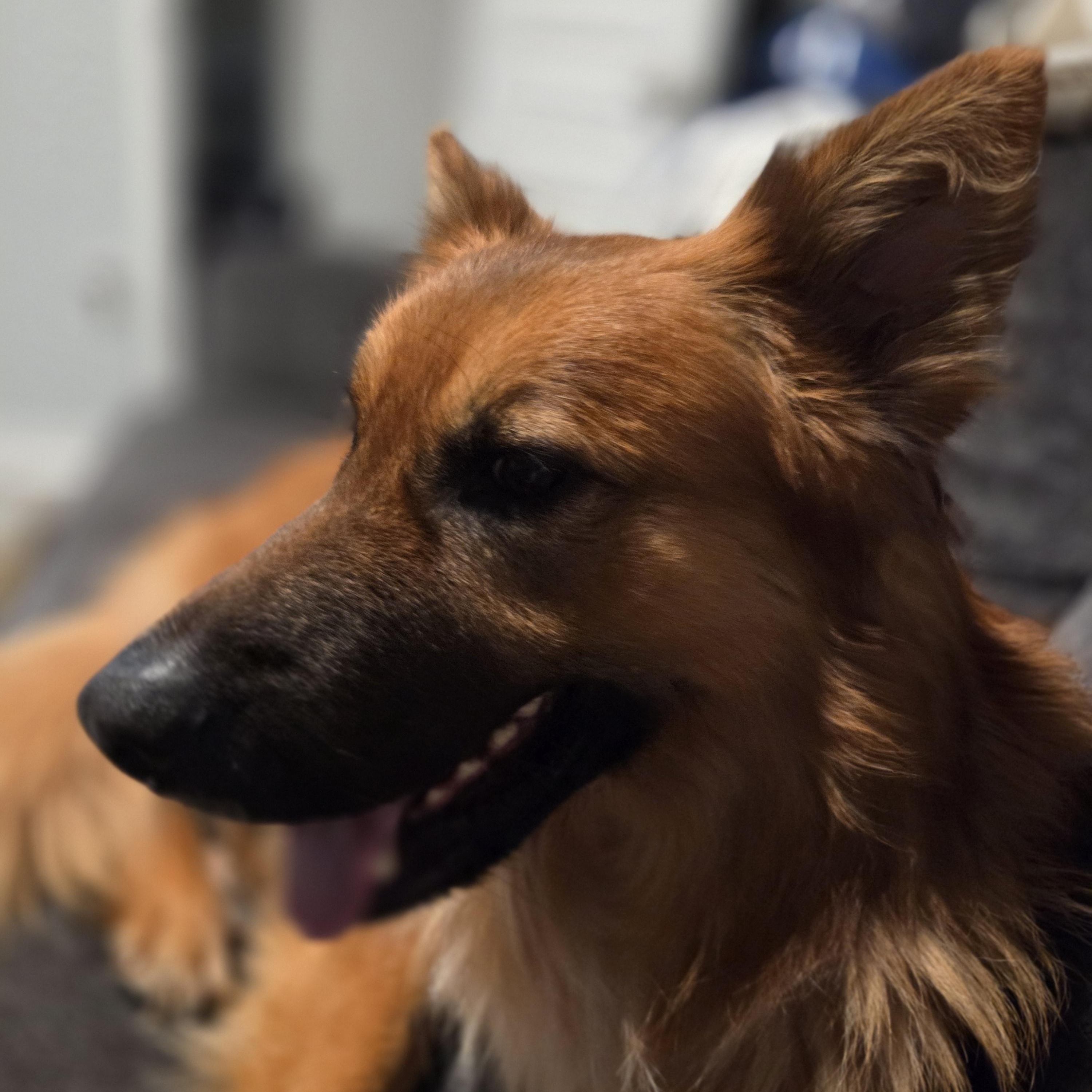 Atlas, ADOPTABLE, Adult Male German Shepherd Dog & Chow Chow.