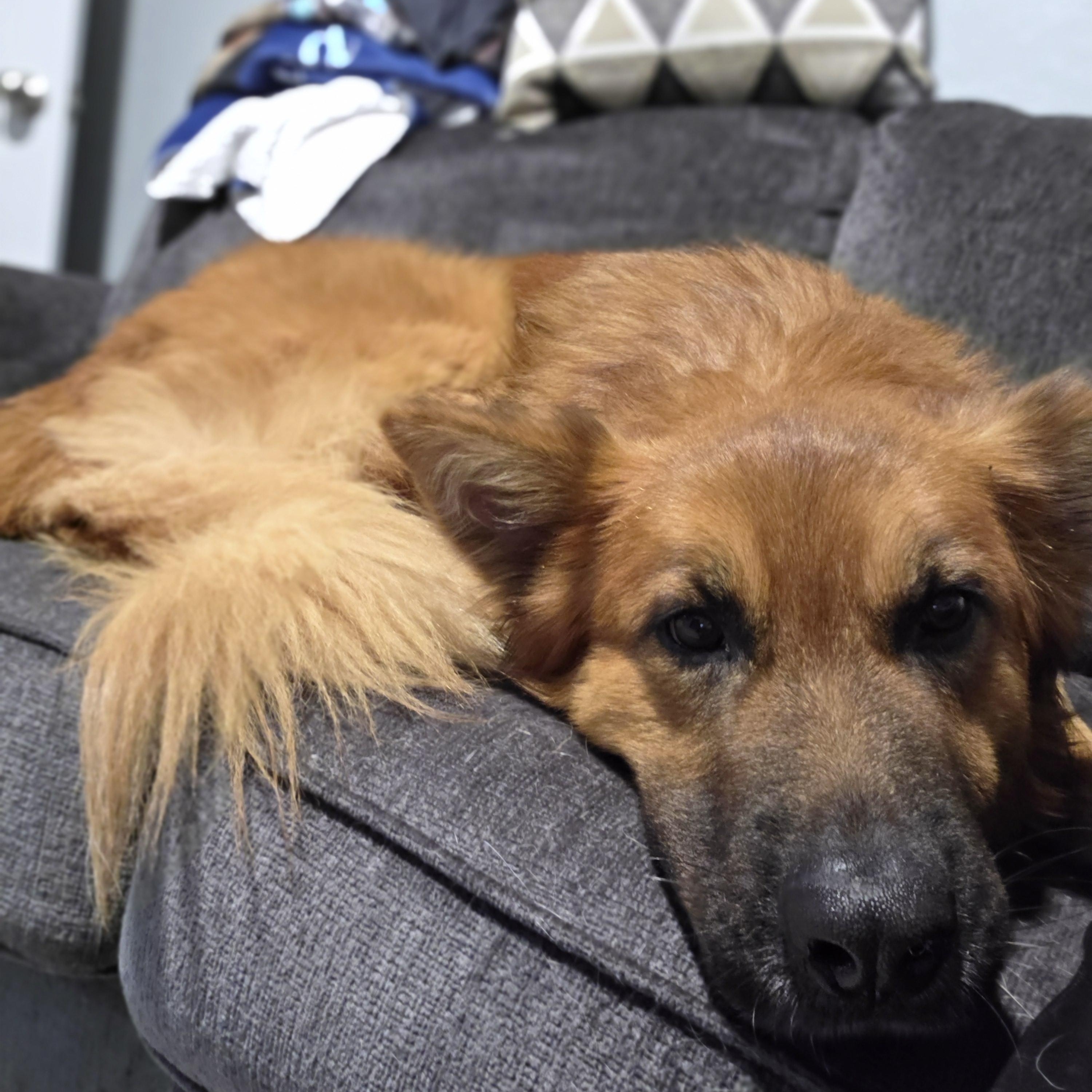 Enlarge Atlas, a ADOPTABLE mixed breed in Converse, TX image 6/6