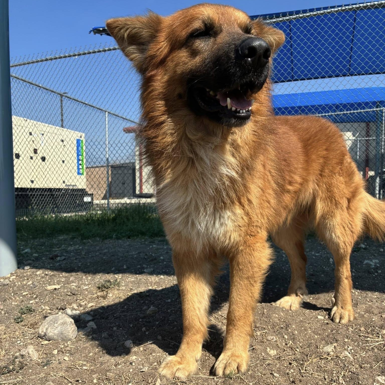 Enlarge Atlas, a ADOPTABLE mixed breed in Converse, TX image 5/5