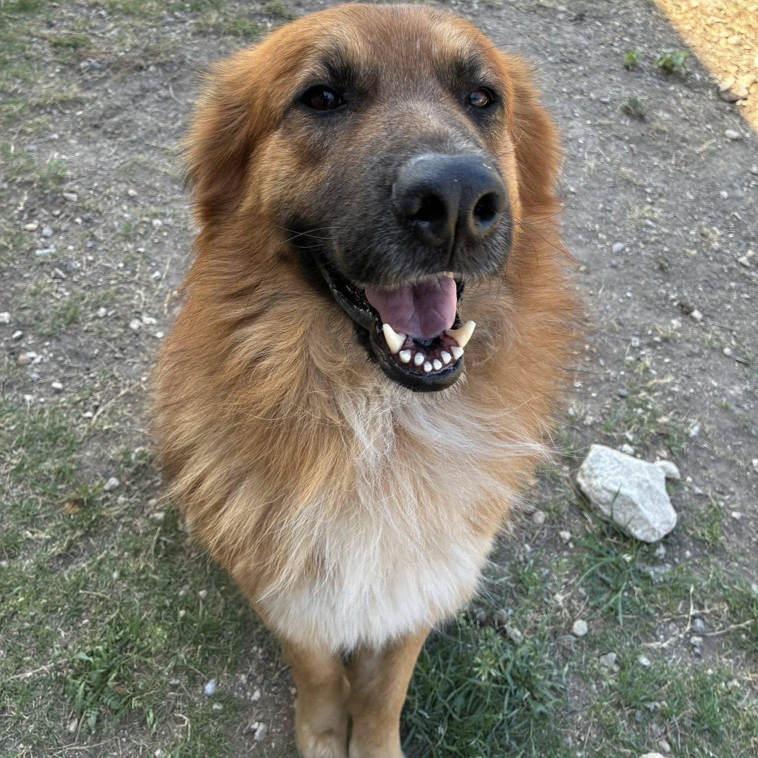 Enlarge Atlas, a ADOPTABLE mixed breed in Converse, TX image 1/5