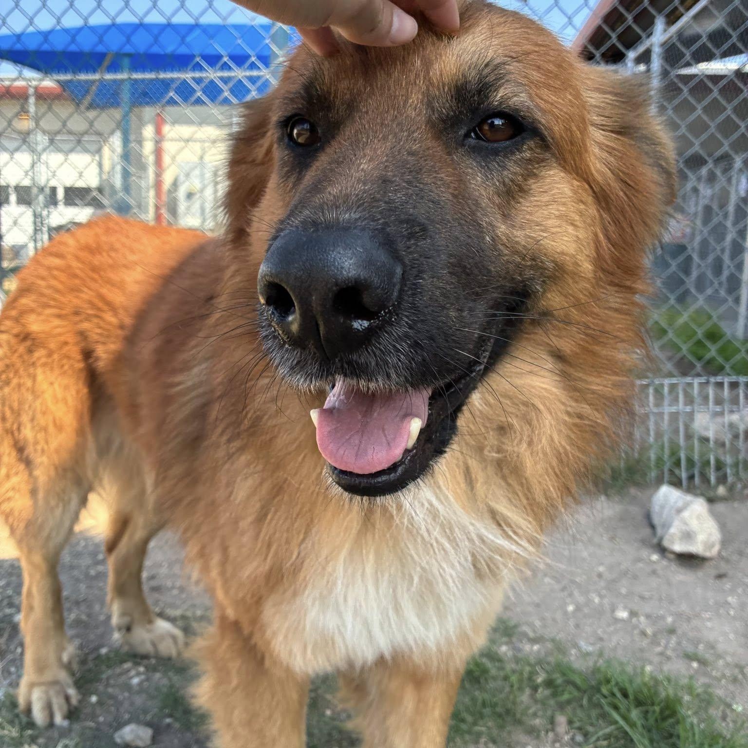 Enlarge Atlas, a ADOPTABLE mixed breed in Converse, TX image 3/5