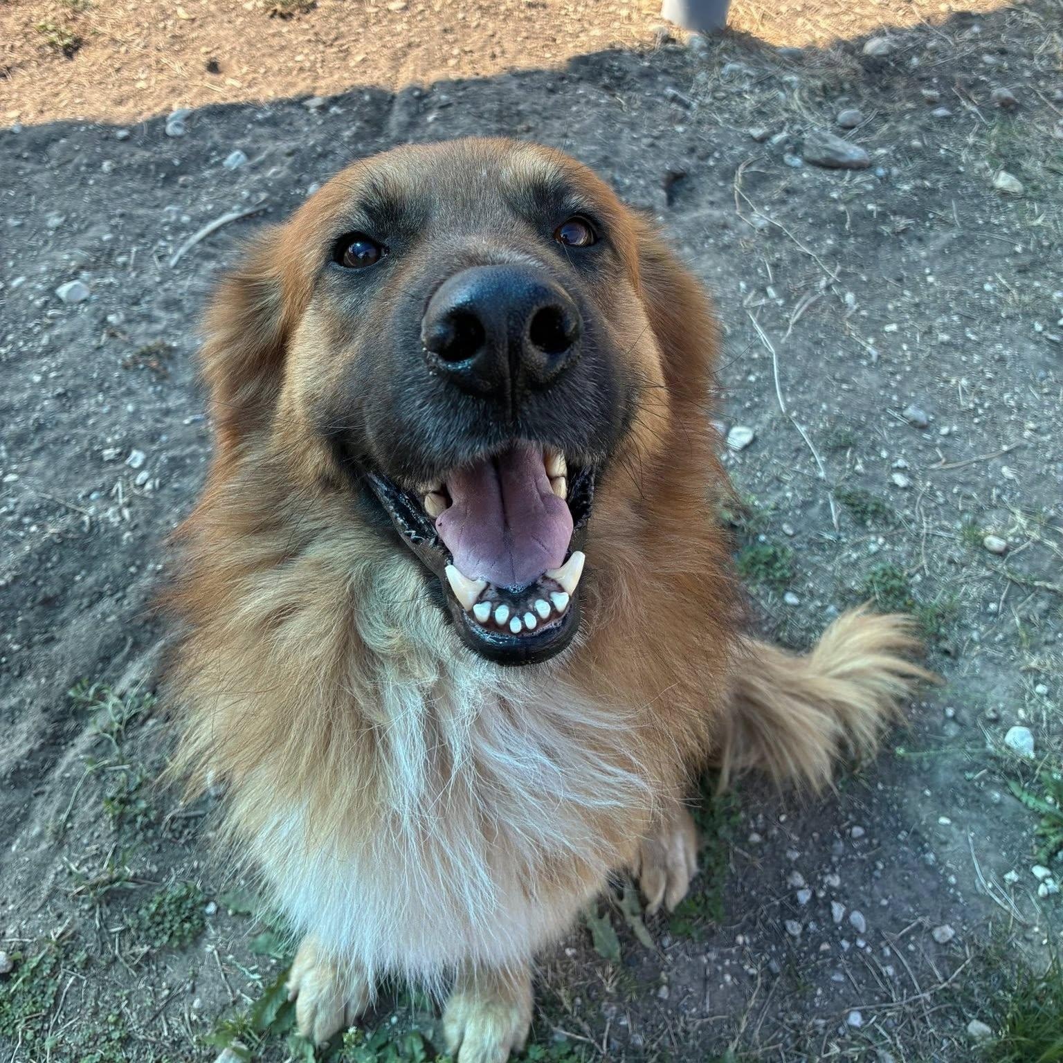 Enlarge Atlas, a ADOPTABLE mixed breed in Converse, TX image 4/5